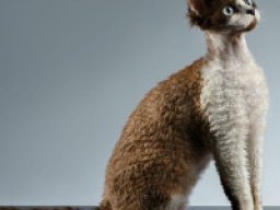 devon_rex_20211211_2066604449